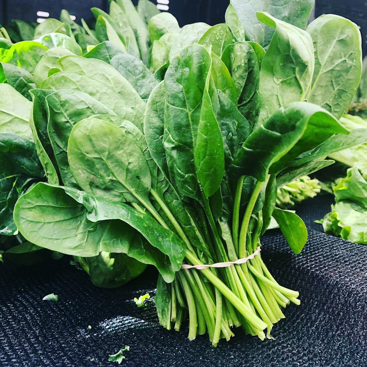Espinaca fresca para alimentación saludable